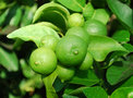 vignette citronnier dit 4 saisons ou lime de tahiti