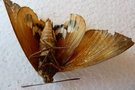 vignette Papillon Paysandisia archon