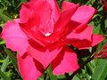 vignette Nerium oleander fleur double rouge parfume au 06 08 10