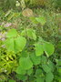 vignette Desmodium tiliifolium (= elegans)