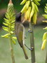 vignette Mliphage (Lichmera incana ssp. incana) sur Aloe vera