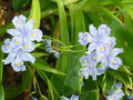 vignette Iris confusa 'Martyn Rix'