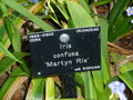 vignette Iris confusa 'Martyn Rix'