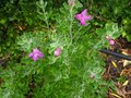 vignette Leucophyllum frutescens au 01 08 10