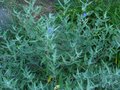 vignette Caryopteris clandonensis Kew blue au 31 07 10
