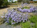 vignette Iris cycloglossa