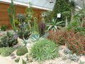 vignette Rocaille succulente  Wisley Garden