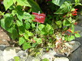 vignette Ventenat  Scutellaria  ventenatii