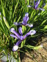 vignette Iris sintenisii