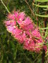 vignette Melaleuca fulgens ssp fulgens