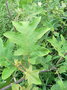 vignette Solanum torvum