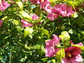 vignette Hibiscus Syriacus