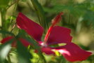 vignette hibiscus coccineus
