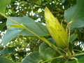 vignette Liriodendron (fruit)