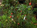 vignette Crinodendron Hookerianum au 09 08 10