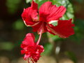 vignette hibiscus 