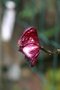vignette Aconitum hemsleyanum 'Red Wine'