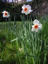 vignette Narcissus 'Barrett Browning' ?