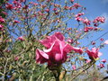 vignette Magnolia 'Vulcan'