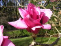 vignette Magnolia 'Vulcan'