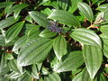 vignette Viburnum davidii