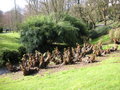 vignette Gunnera manicata - Rhubarbe gante du Brsil