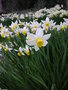 vignette Narcissus 'Jack Snipe'