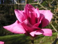 vignette Magnolia 'Vulcan'