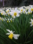 vignette Narcissus 'Jack Snipe'