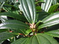 vignette Viburnum davidii