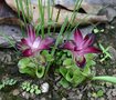 vignette Curcuma purpurascens