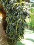 vignette Livistona chinensis ( fruits )