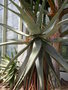 vignette Aloe ferox