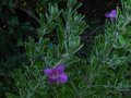 vignette Leucophyllum frutescens green cloud au 10 08 10