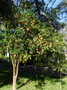 vignette Bonellia macrocarpa subsp. panamensis