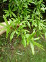 vignette Quercus phellos - Chne  feuilles de saule