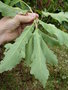 vignette Quercus humilis = Quercus pubescens = Quercus lanuginosa - Chne pubescent