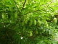 vignette Carpinus japonica - Charme houblon