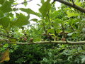 vignette Quercus ilicifolia