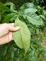 vignette Quercus imbricaria = Quercus phellos var. imbricaria