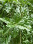 vignette Quercus imbricaria = Quercus phellos var. imbricaria