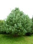 vignette Pinus griffithii = pinus wallichiana - Pin de L'Himalaya