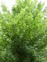vignette Acer campestre 'Elsrijk' - Erable champtre