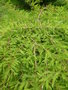 vignette Taxodium distichum - Cyprs chauve ou Cyprs de la Louisiane ou Cyprs des maraicages