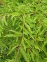 vignette Taxodium distichum - Cyprs chauve ou Cyprs de la Louisiane ou Cyprs des maraicages