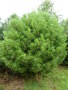vignette Pinus densiflora 'Umbraculifera'