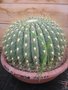 vignette Echinopsis bruchii