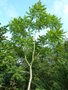 vignette Ailanthus altissima