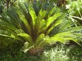 vignette Cycas revoluta