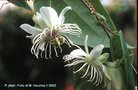 vignette Passiflora jileki
